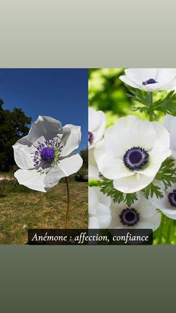 Anemone