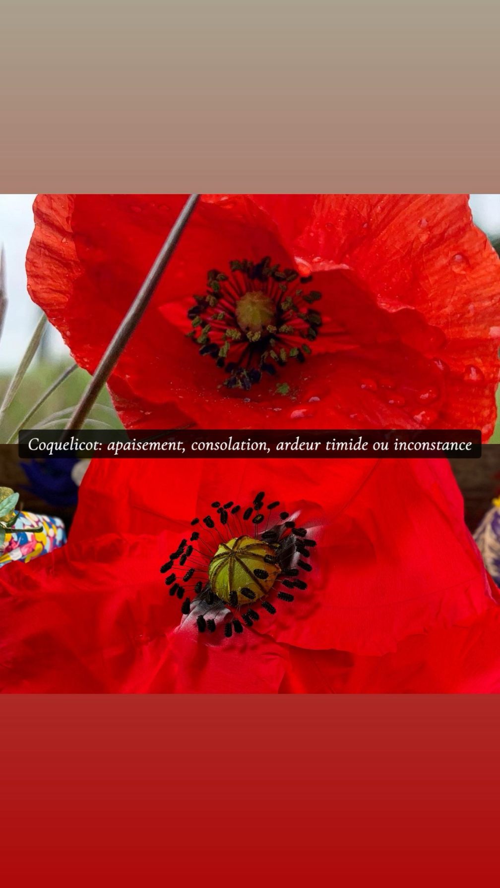 Coquelicot