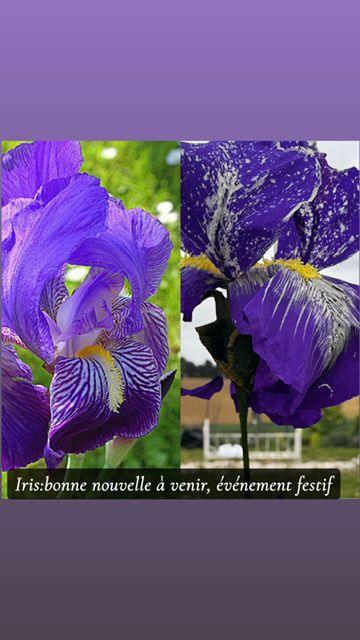 Iris