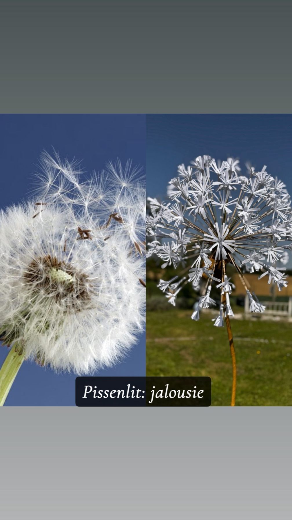 Pissenlit