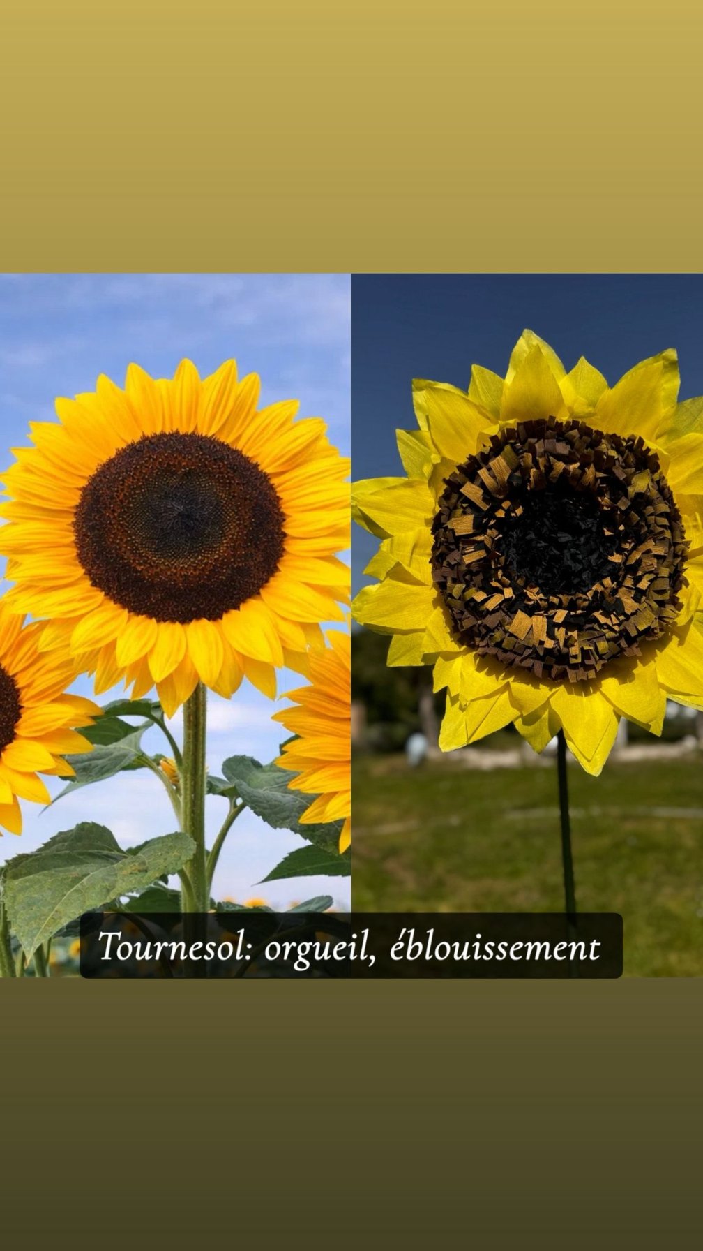 Tournesol